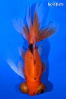 5.25" TELESCOPE FANTAIL GOLDFISH