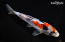 6.75" DOITSU SHOWA