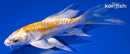 4.5" DOITSU LEMON HARIWAKE BUTTERFLY