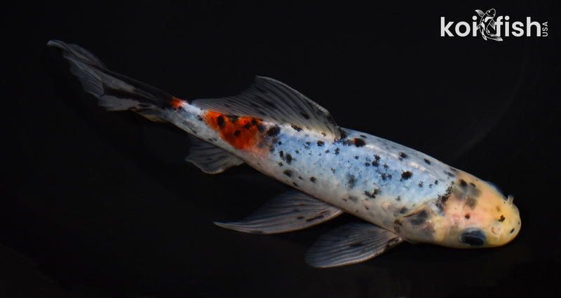 8" SHUBUNKIN GOLDFISH