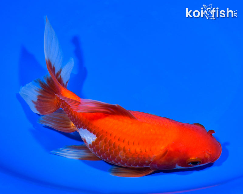 7.25" WAKIN GOLDFISH