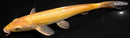 10" AKAME DOITSU KIGOI