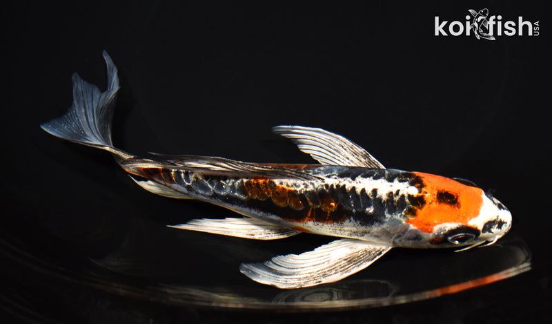 8.5" ARAGOKE BENI KIKOKURYU BUTTERFLY