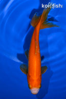6" WAKIN GOLDFISH