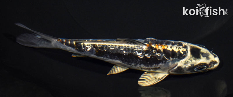 5.25" GINRIN BENI KIKOKURYU