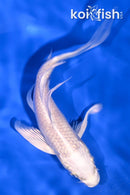 5.25" PLATINUM OGON BUTTERFLY