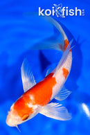 7" HARIWAKE BUTTERFLY