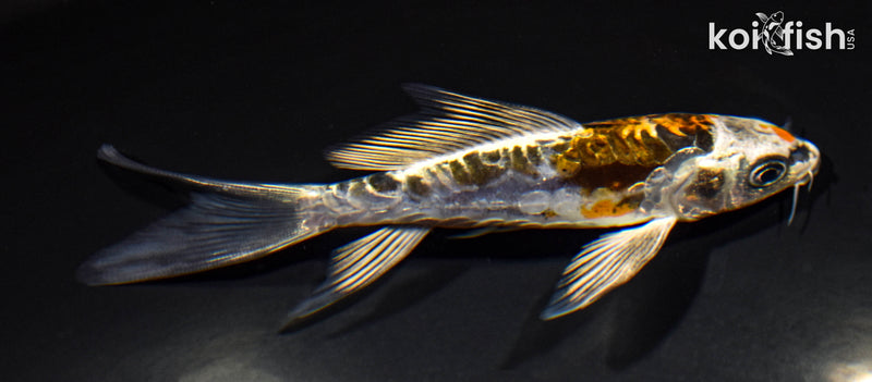 5.25" ARAGOKE BENI KIKOKURYU BUTTERFLY