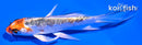 4" DOITSU KUJAKU BUTTERFLY