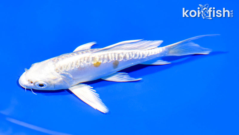 5.5" GINRIN ARAGOKE HARIWAKE BUTTERFLY