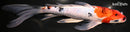 10" SANKE BUTTERFLY