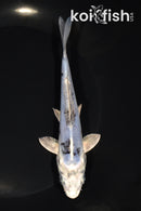 6" GINRIN DOITSU GIN SHIRO BEKKO