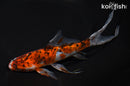 8" SHUBUNKIN GOLDFISH
