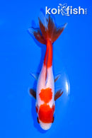 5.75" SARASA WAKIN GOLDFISH