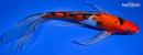 9.5" GINRIN SANKE BUTTERFLY