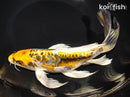 10" ARAGOKE KIN KIKOKURYU BUTTERFLY