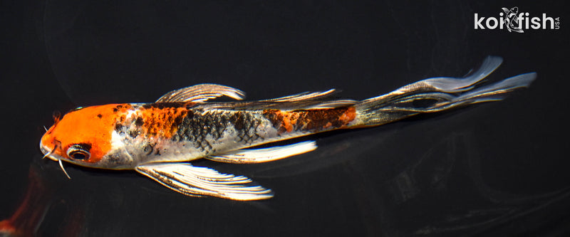 6.5" YAMATO NISHIKI BUTTERFLY