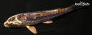 4.5" GINRIN BENI KIKOKURYU