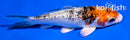 4" GINRIN YAMATO NISHIKI