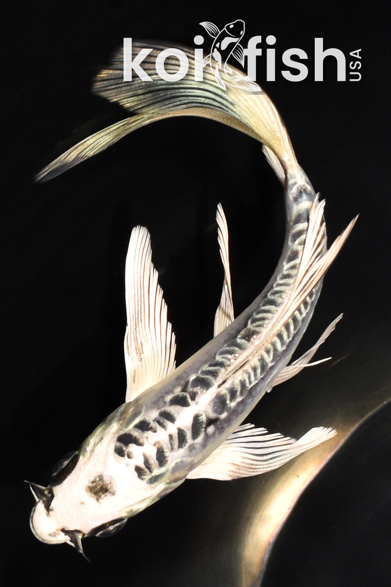 6.25" KIKOKURYU BUTTERFLY