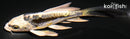 4.5" KIN KIKOKURYU BUTTERFLY