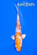 5.25" GINRIN HARIWAKE