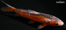 6.75" HI SHUSUI