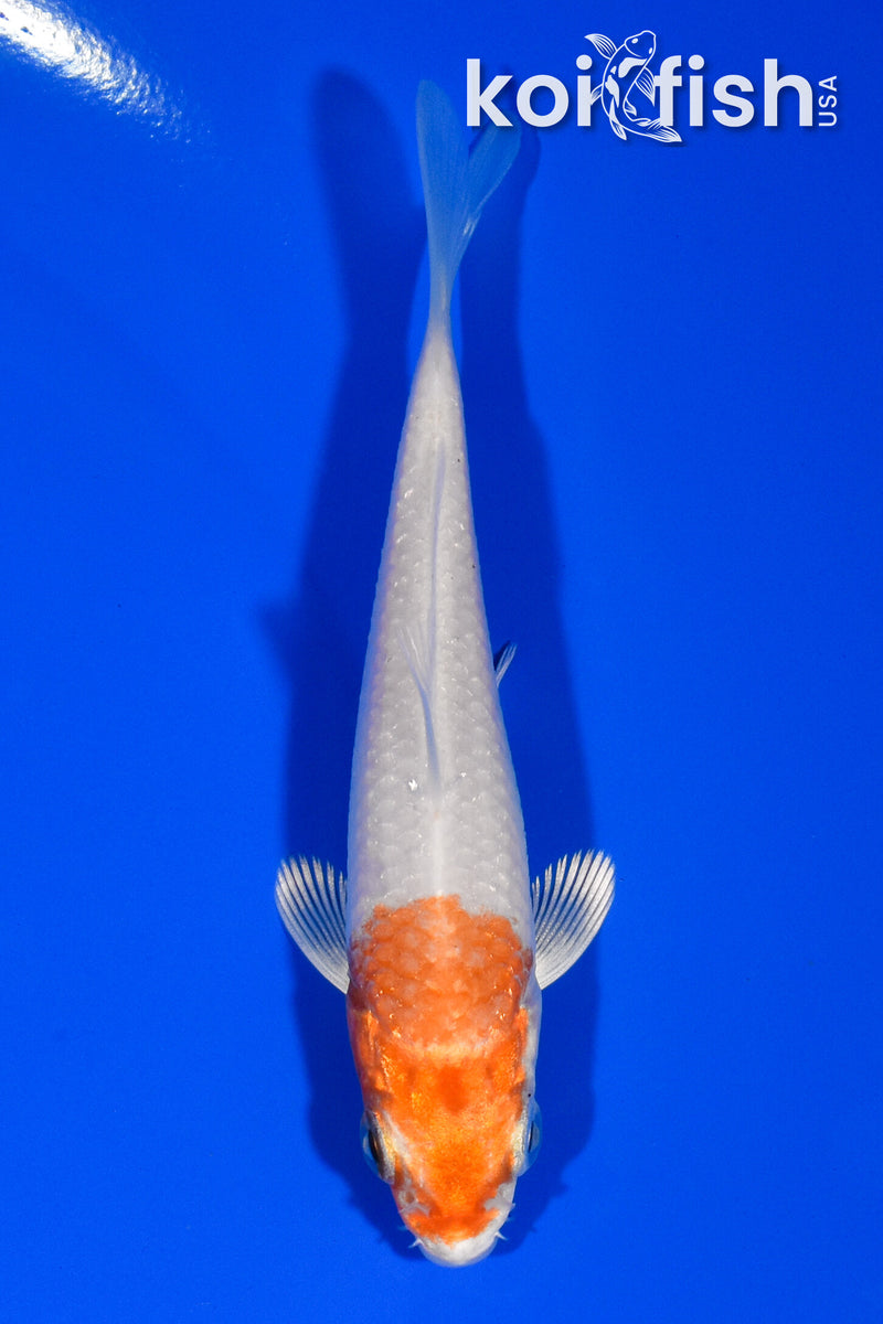 3.5" HARIWAKE