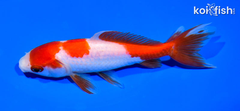 5.75" SARASA WAKIN GOLDFISH