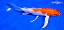 7.5" HARIWAKE BUTTERFLY