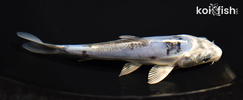 6" GINRIN DOITSU GIN SHIRO BEKKO