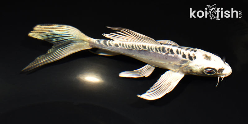 6.25" KIKOKURYU BUTTERFLY