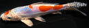 7.25" MARUTEN HEISEI NISHIKI