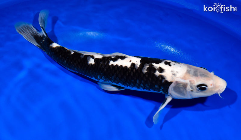 13.5" MATSUKAWABAKE