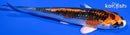 4.25" KUJAKU