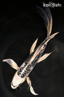8.25" KIKOKURYU BUTTERFLY