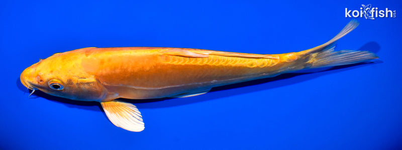 11.25" DOITSU ORENJI OGON