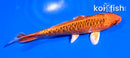 5" ORENJI MATSUBA