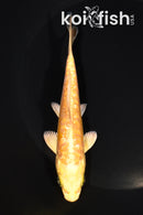 5.5" GINRIN ARAGOKE YAMABUKI OGON