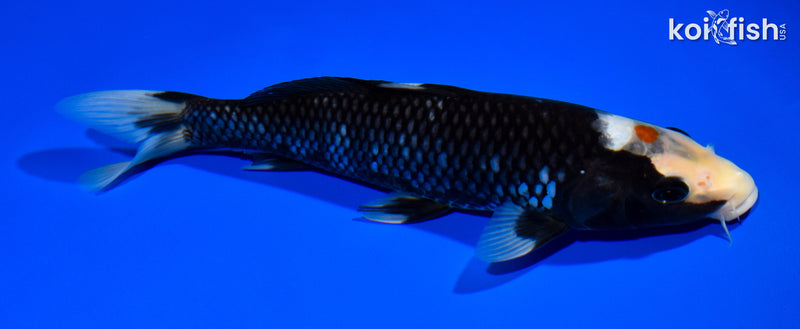 9" TANCHO BENNI MATSUKAWABAKE