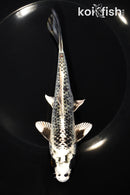 6.75" GINGA