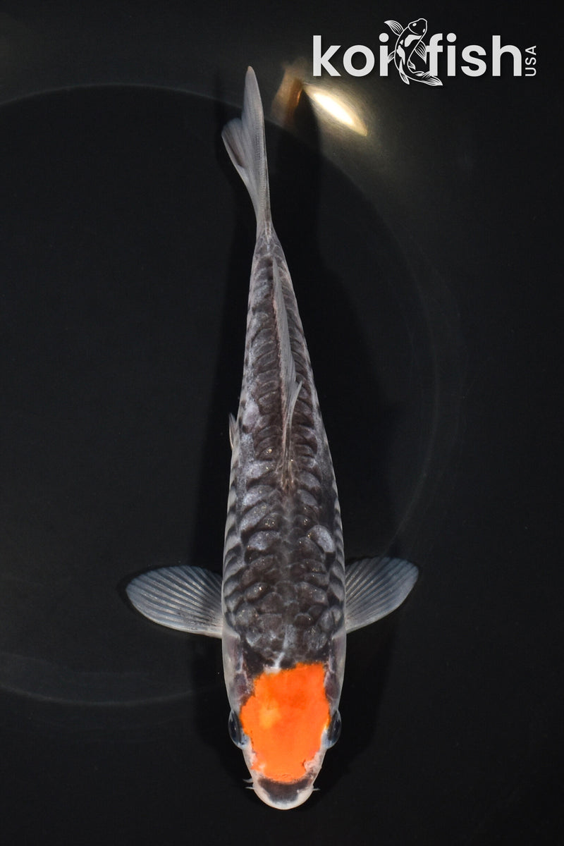 6.75" ARAGOKE TANCHO GOSHIKI
