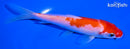 6" KOHAKU
