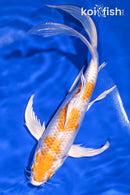 9" LEMON HARIWAKE BUTTERFLY