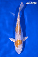 6.75" DOITSU LEMON HARIWAKE