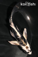 5" KIKOKURYU BUTTERFLY