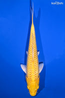 8" YAMABUKI OGON
