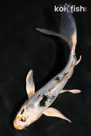 5.25" YAMATO NISHIKI BUTTERFLY