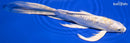 10" GINRIN LEMON HARIWAKE BUTTERFLY