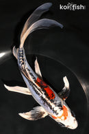 8" HEISEI NISHIKI BUTTERFLY